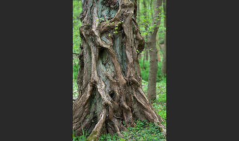 Baum, bäume (tree)