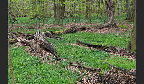 Frühling (spring)