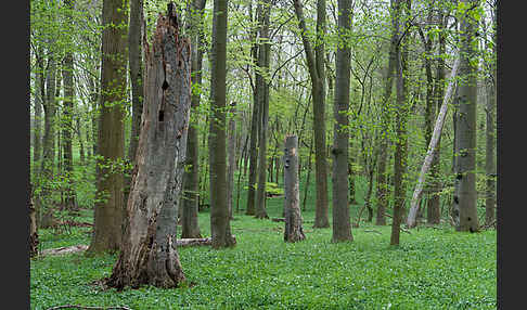 Frühling (spring)