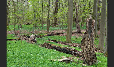 Frühling (spring)