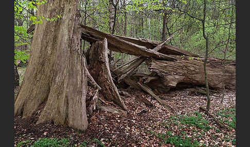 Baum, bäume (tree)