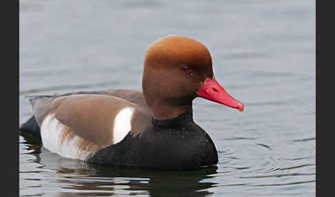 Kolbenente (Netta rufina)