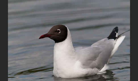 Lachmöwe (Larus ridibundus)