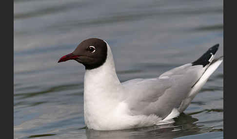 Lachmöwe (Larus ridibundus)