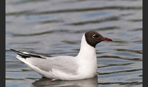 Lachmöwe (Larus ridibundus)