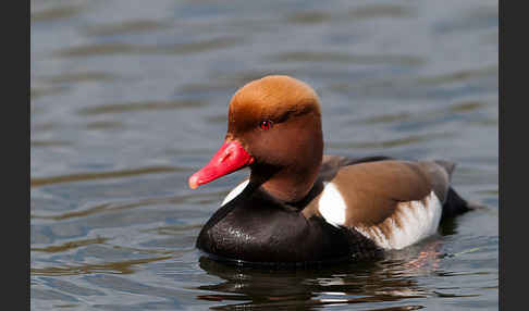 Kolbenente (Netta rufina)