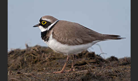 Flußregenpfeifer (Charadrius dubius)