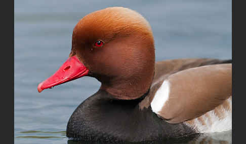 Kolbenente (Netta rufina)