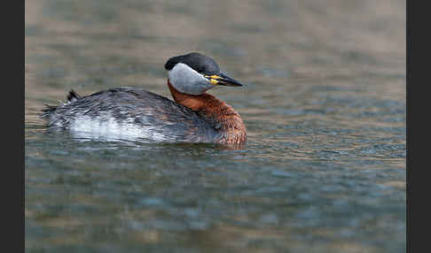 Rothalstaucher (Podiceps grisegena)