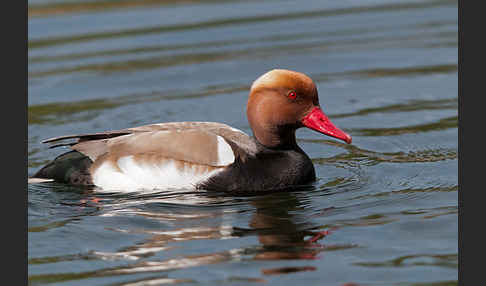 Kolbenente (Netta rufina)