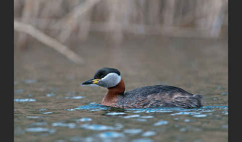 Rothalstaucher (Podiceps grisegena)