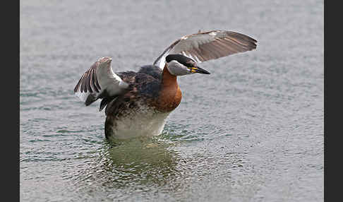 Rothalstaucher (Podiceps grisegena)