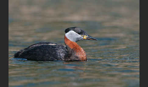 Rothalstaucher (Podiceps grisegena)