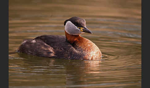 Rothalstaucher (Podiceps grisegena)