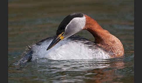 Rothalstaucher (Podiceps grisegena)