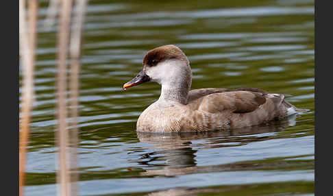 Kolbenente (Netta rufina)