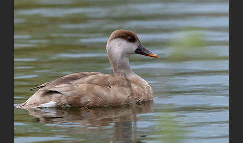 Kolbenente (Netta rufina)