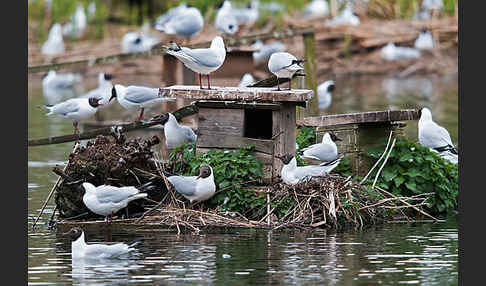 Lachmöwe (Larus ridibundus)