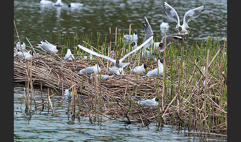 Lachmöwe (Larus ridibundus)