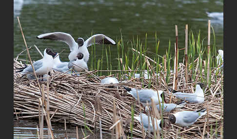 Lachmöwe (Larus ridibundus)