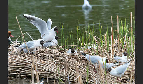 Lachmöwe (Larus ridibundus)