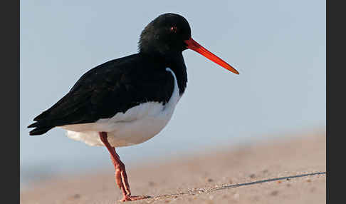 Austernfischer (Haematopus ostralegus)