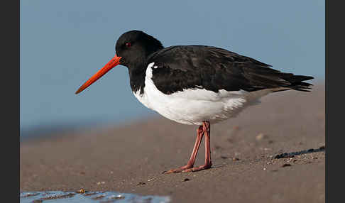 Austernfischer (Haematopus ostralegus)