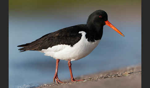 Austernfischer (Haematopus ostralegus)