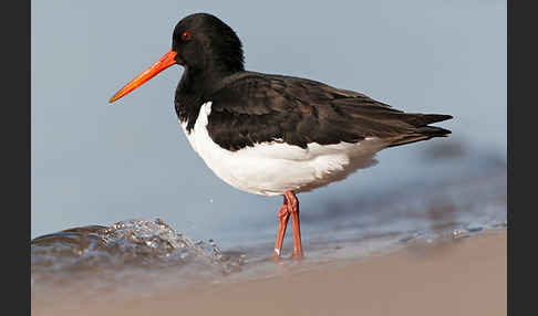 Austernfischer (Haematopus ostralegus)