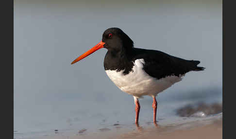 Austernfischer (Haematopus ostralegus)