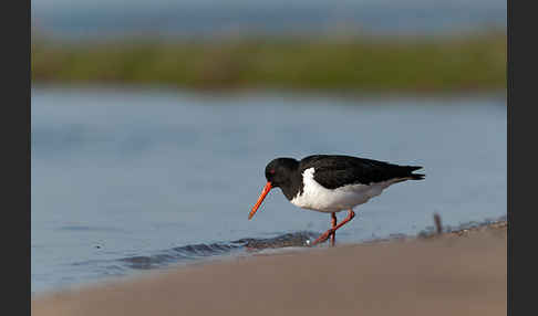 Austernfischer (Haematopus ostralegus)