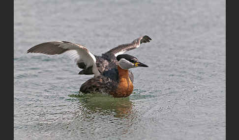 Rothalstaucher (Podiceps grisegena)