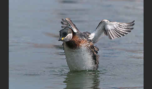 Rothalstaucher (Podiceps grisegena)