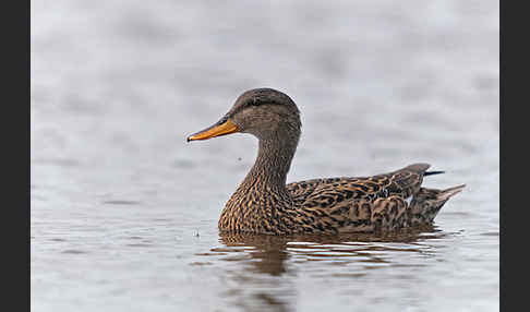 Schnatterente (Anas strepera)