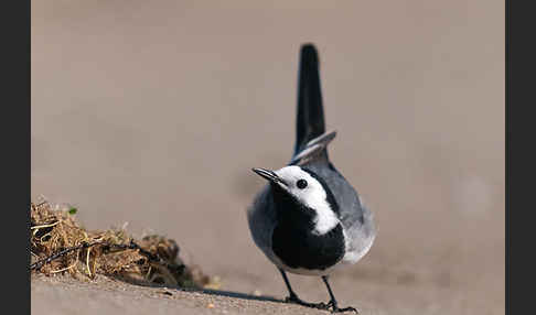 Bachstelze (Motacilla alba)