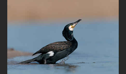 Kormoran (Phalacrocorax carbo)