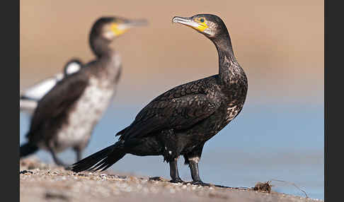 Kormoran (Phalacrocorax carbo)