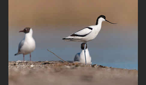 Lachmöwe (Larus ridibundus)