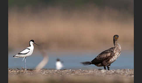 Kormoran (Phalacrocorax carbo)