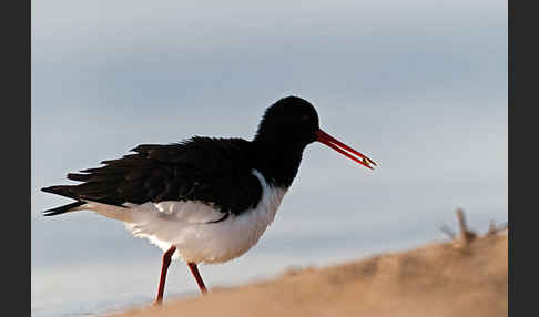 Austernfischer (Haematopus ostralegus)