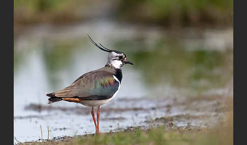 Kiebitz (Vanellus vanellus)