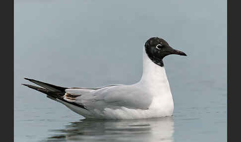 Lachmöwe (Larus ridibundus)