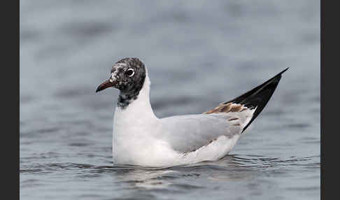 Lachmöwe (Larus ridibundus)