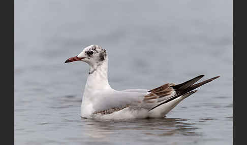 Lachmöwe (Larus ridibundus)