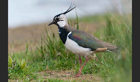 Kiebitz (Vanellus vanellus)