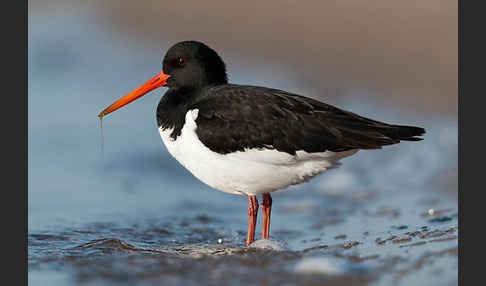 Austernfischer (Haematopus ostralegus)