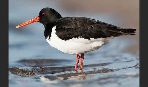 Austernfischer (Haematopus ostralegus)