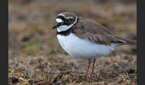 Flußregenpfeifer (Charadrius dubius)