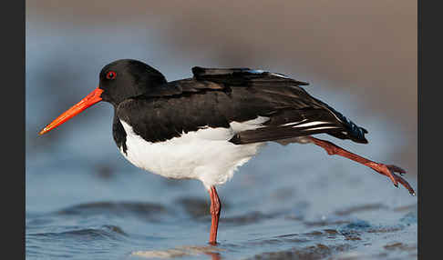 Austernfischer (Haematopus ostralegus)