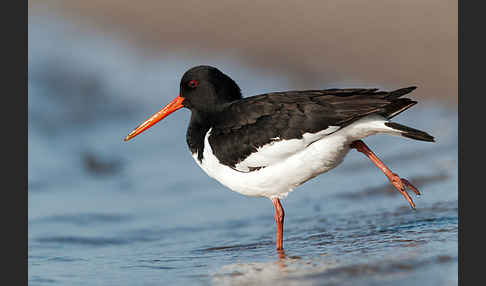 Austernfischer (Haematopus ostralegus)